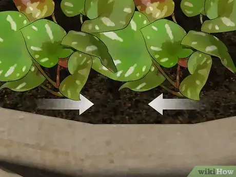 Image titled Plant an Autumn Container Garden Step 5