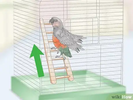 Image titled Keep a Red Bellied Parrot Entertained Step 4