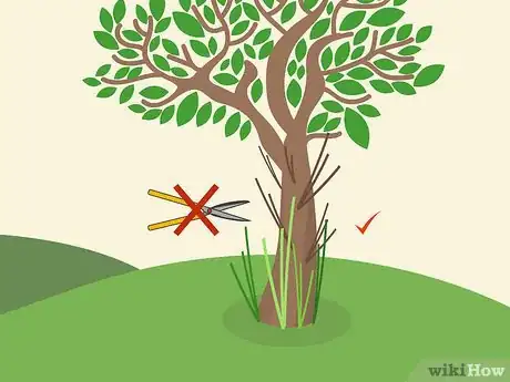 Image titled Prune Brugmansia Step 12