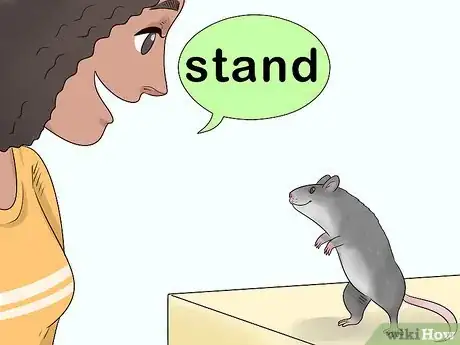 Image titled Train a Rat to Stand on Its Hind Legs Step 11