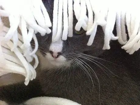 Image titled She's hiding