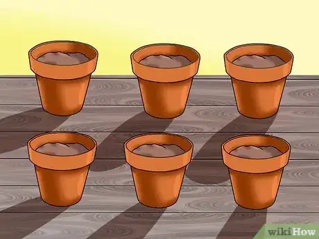 Image titled Grow Coleus Step 2