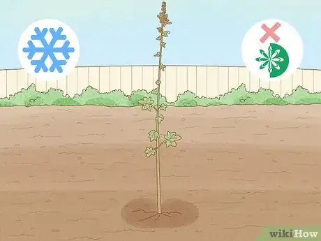 Image titled Propagate Hollyhocks Step 1