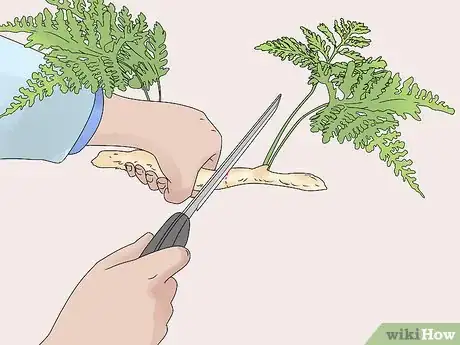 Image titled Grow a Rabbit Foot Fern Step 11
