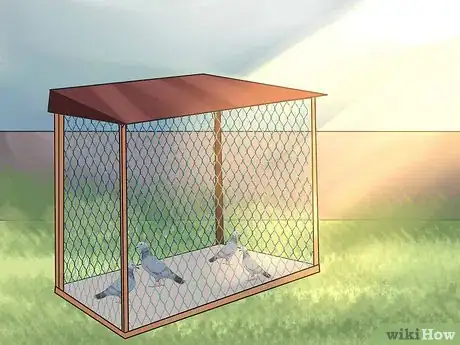 Image titled Tame Pigeons to Be out of Cage Permanently Step 8