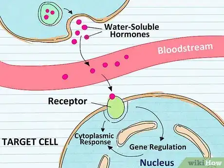 Image titled Study the Functions of Protein Hormones in Humans Step 7