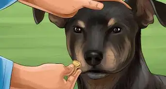 Train a Manchester Terrier