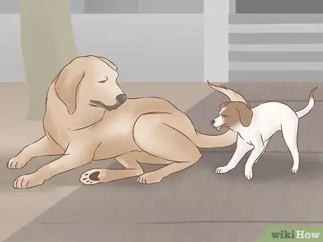 Image titled Acclimate Two Dogs Step 10