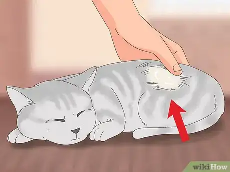 Image titled Diagnose and Treat Frostbite in Cats Step 3