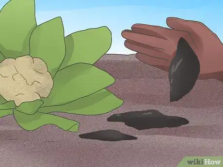 Image titled Grow Cauliflower Step 11