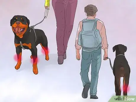 Image titled Diagnose Arthritis in Rottweilers Step 14