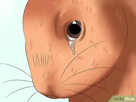 Image titled Diagnose Dental Problems in Rabbits Step 10