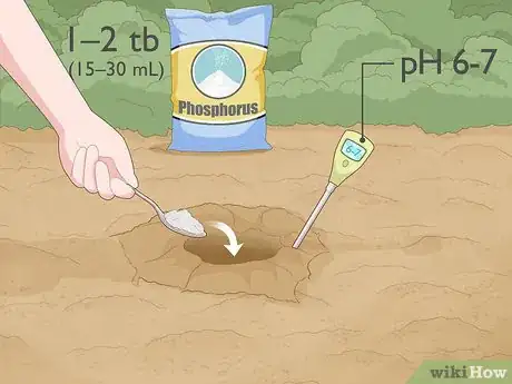 Image titled Plant Bare Root Roses Step 6