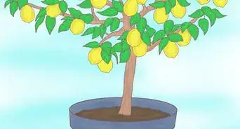 Plant a Lemon Seed