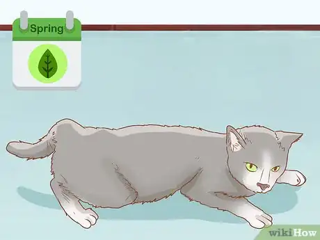 Image titled Tell if a Cat is Pregnant Step 1