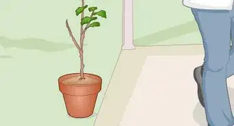 Revive a Fiddle Leaf Fig