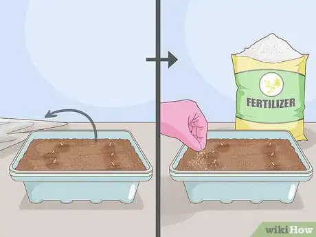 Image titled Propagate Hollyhocks Step 6