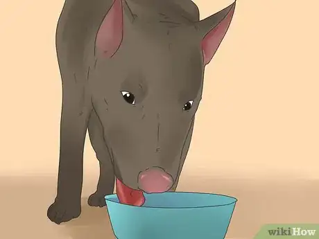 Image titled Diagnose and Treat Dog Diarrhea Step 13