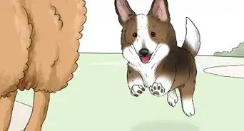 Identify a Cardigan Welsh Corgi