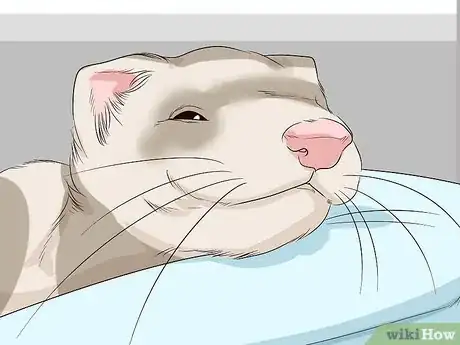Image titled Get Your Ferret Vaccinated Step 14
