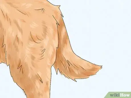 Image titled Identify a Belgian Laekenois Dog Step 6