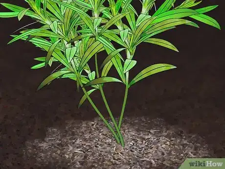 Image titled Grow Oleander Step 15