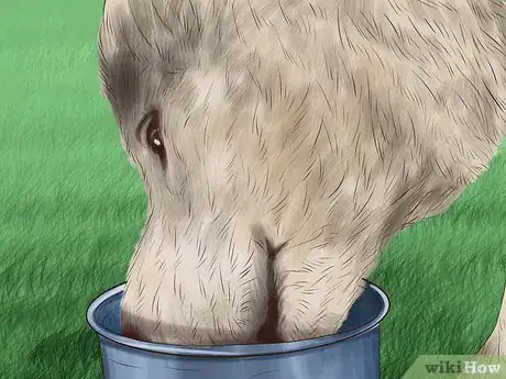 Image titled Care for Sled Dogs Step 2