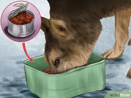 Image titled Care for Sled Dogs Step 1