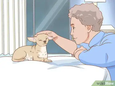 Image titled Prevent Your Chihuahua from Behaving Badly Step 12