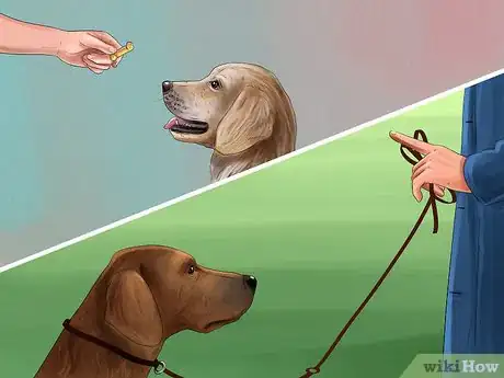 Image titled Introduce a New Dog in a Not Neutral Area Step 4