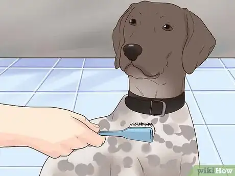 Image titled Care for German Shorthaired Pointers Step 7