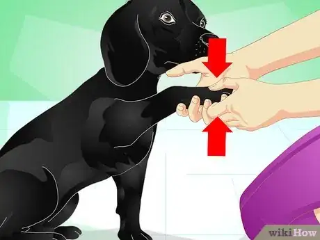 Image titled Give Your Dog a Massage Step 13
