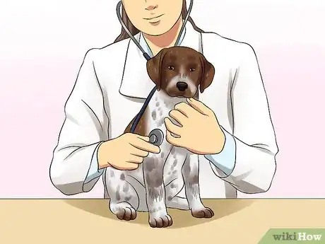 Image titled Diagnose Aortic Stenosis in German Shorthaired Pointers Step 2