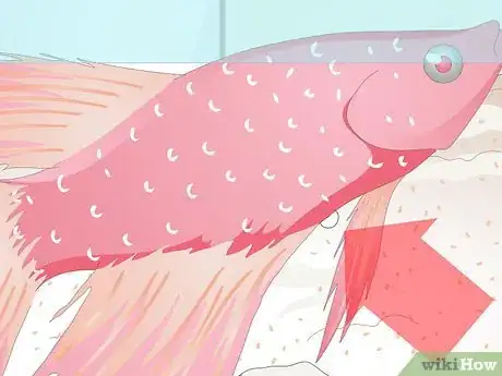 Image titled Name Your Betta Fish Step 2