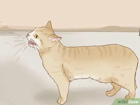 Image titled Tell if a Cat is Pregnant Step 2