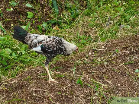 Image titled Choose Eggs Step 3