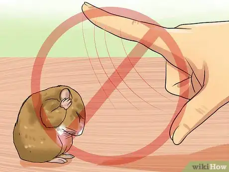 Image titled Tame an Older Hamster Step 9