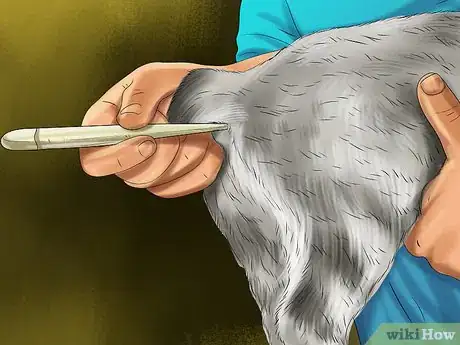 Image titled Diagnose and Treat Feline Toxoplasmosis Step 1