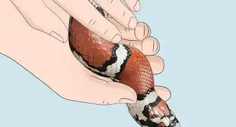 Get over Your Fear of Snakes