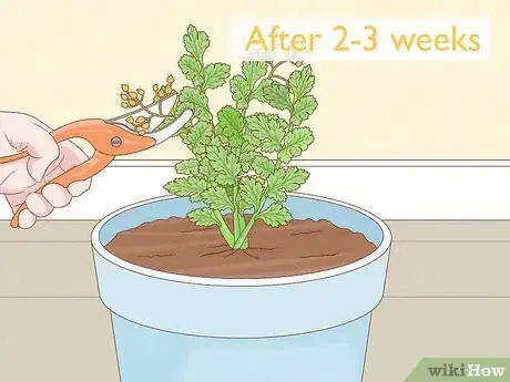Image titled Pick Coriander Step 9