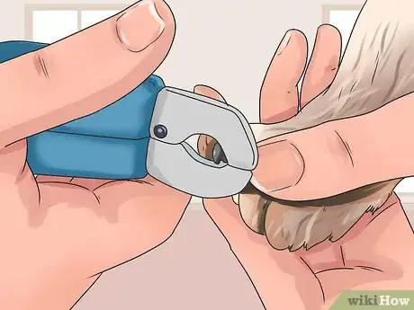 Image titled Groom a Longhair Dog Step 19