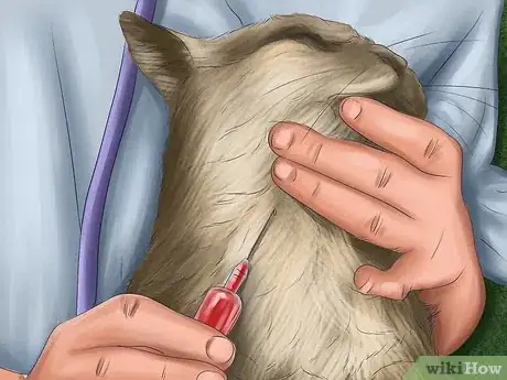 Image titled Spot Feline Diabetes Step 11