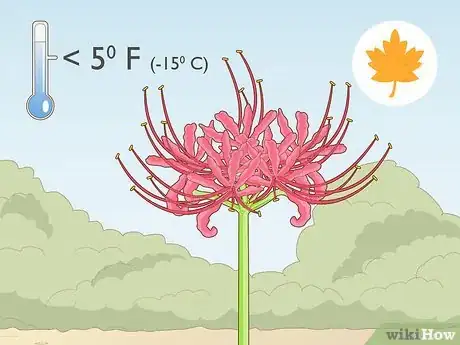 Image titled Plant Spider Lily Bulbs Step 13