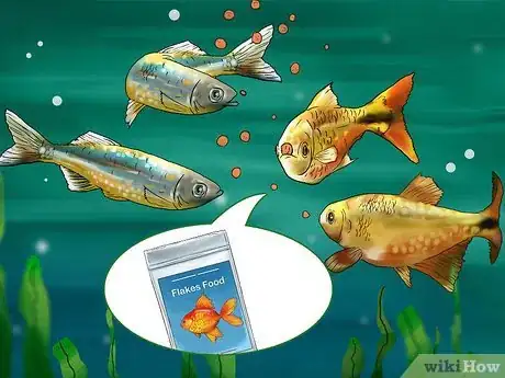 Image titled Choose Fish for a Freshwater Aquarium Step 5