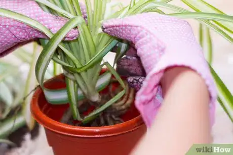 Image titled Divide a Spider Plant Step 7