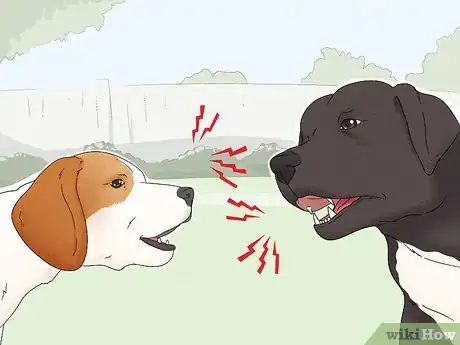 Image titled Identify a Parson Russell Terrier Step 11