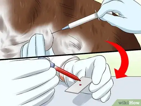 Image titled Diagnose Aortic Stenosis in German Shorthaired Pointers Step 6