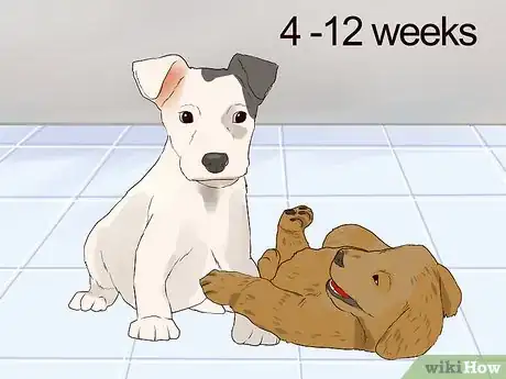 Image titled Socialize Orphaned Newborn Puppies Step 8