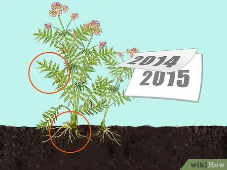 Image titled Grow Valerian Step 12
