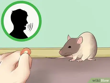 Image titled Train Your Rat to Do Tricks Step 8